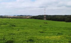 Projet de champ de panneaux photovoltaïques à Belgrade : la terre agricole est préservée