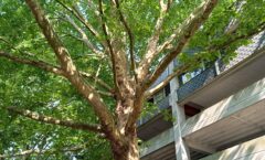 La désinformation comme moyen de communication : l’état sanitaire des arbres du parc Léopold en 2022